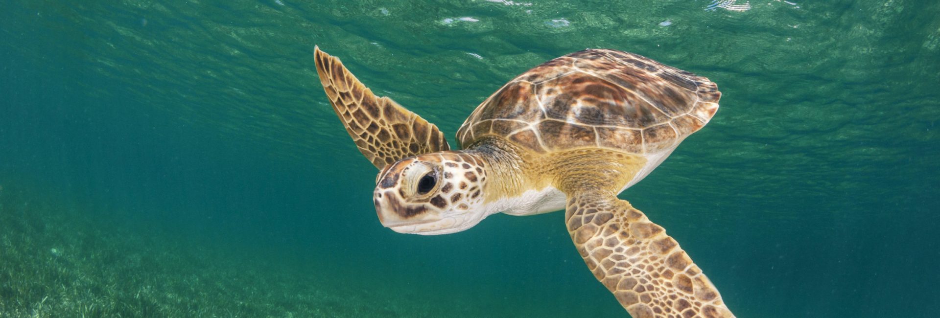 Go Diving and Swimming With Green Sea Turtles