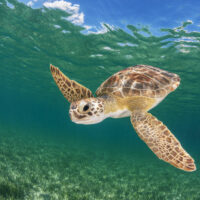 Go Diving and Swimming With Green Sea Turtles