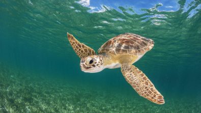 Go Diving and Swimming With Green Sea Turtles