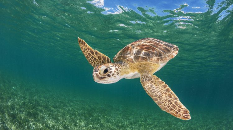 Go Diving and Swimming With Green Sea Turtles