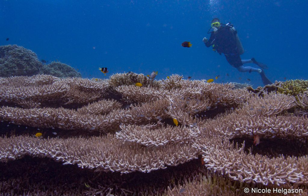 Coral reefs are often the first thing that make people want to try scuba diving. Photo: Nicole Helgason