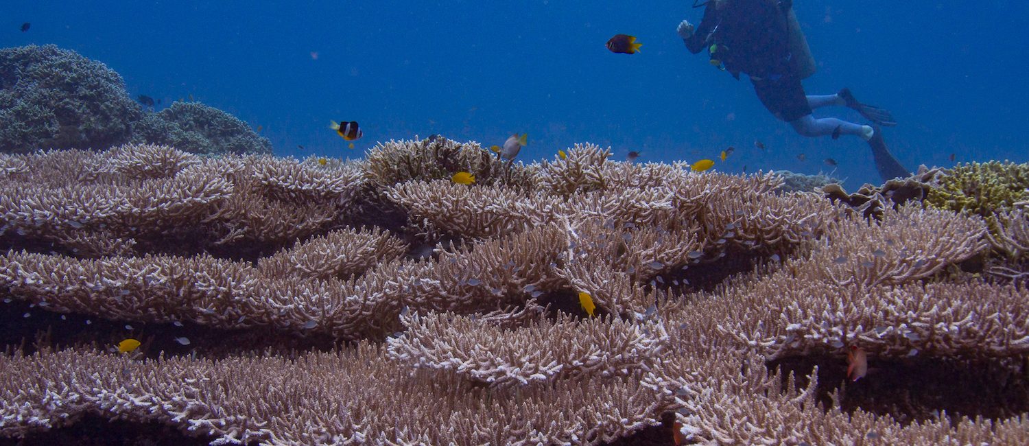 Why Are Coral Reefs Important?