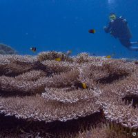 Coral reefs are often the first thing that make people want to try scuba diving. Photo: Nicole Helgason