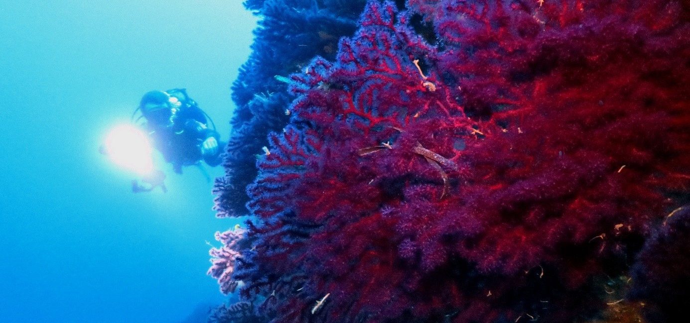 5 reasons to Love Scuba Diving in Alonissos, Greece