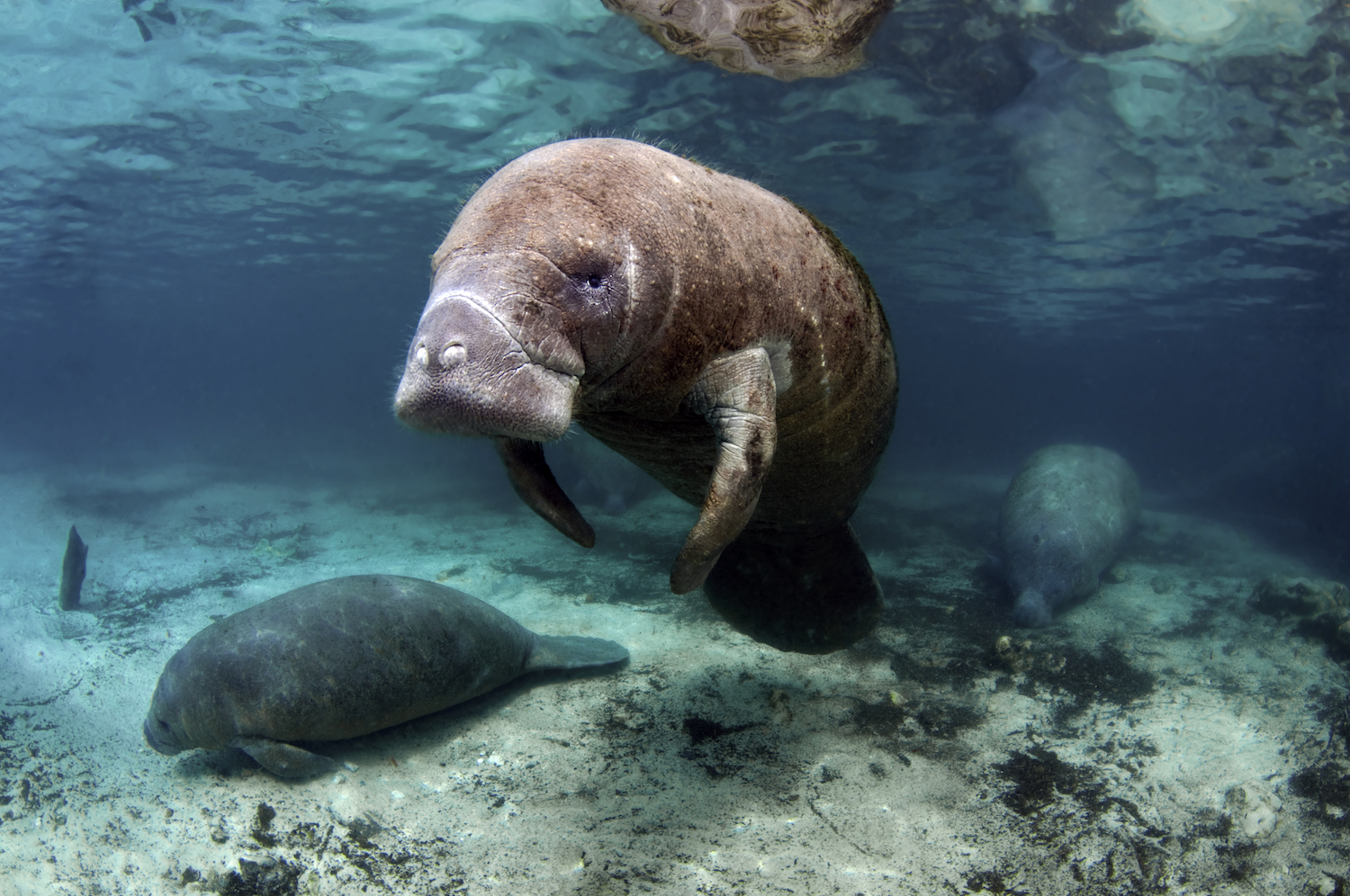 Manatees coming up close in Crystal River, which is one of the main attractions when diving in Florida in January
