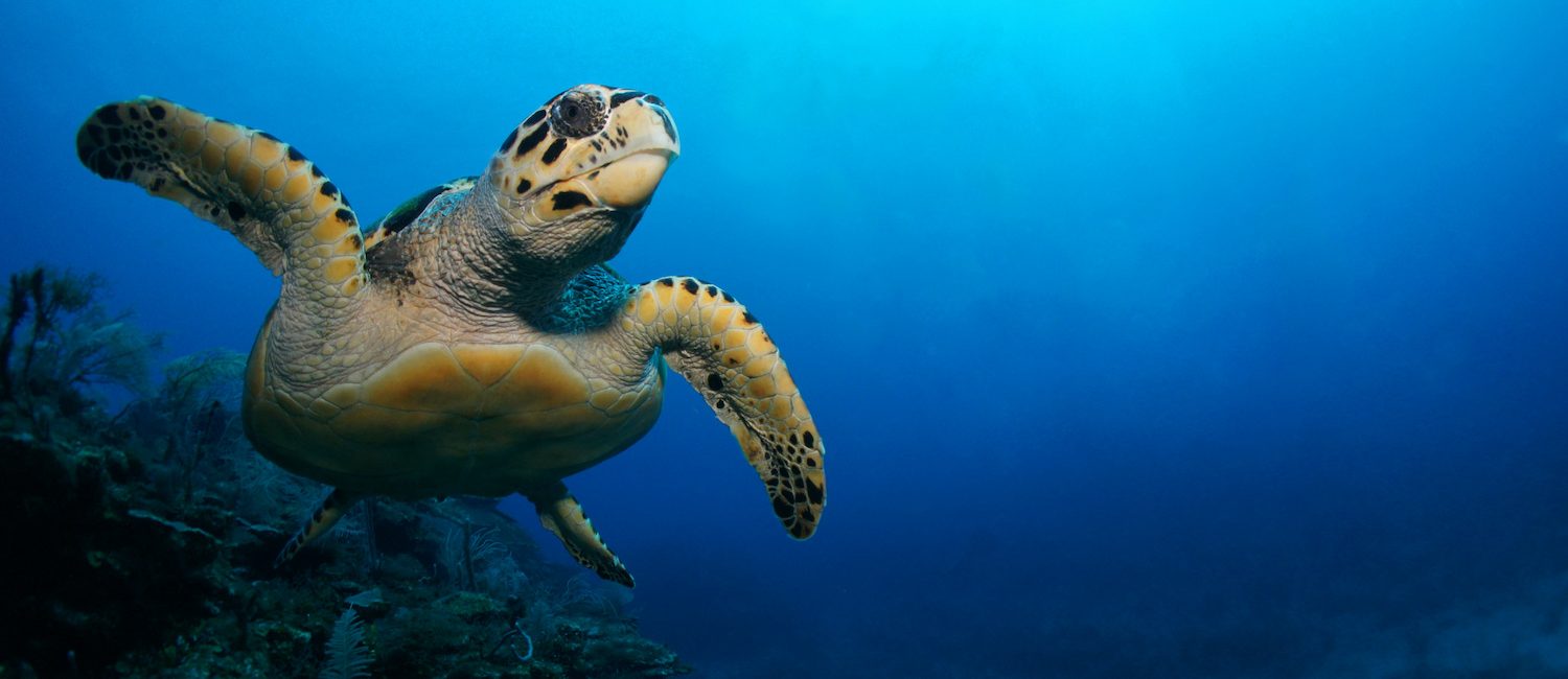 Go Diving and Swimming With Hawksbill Sea Turtles