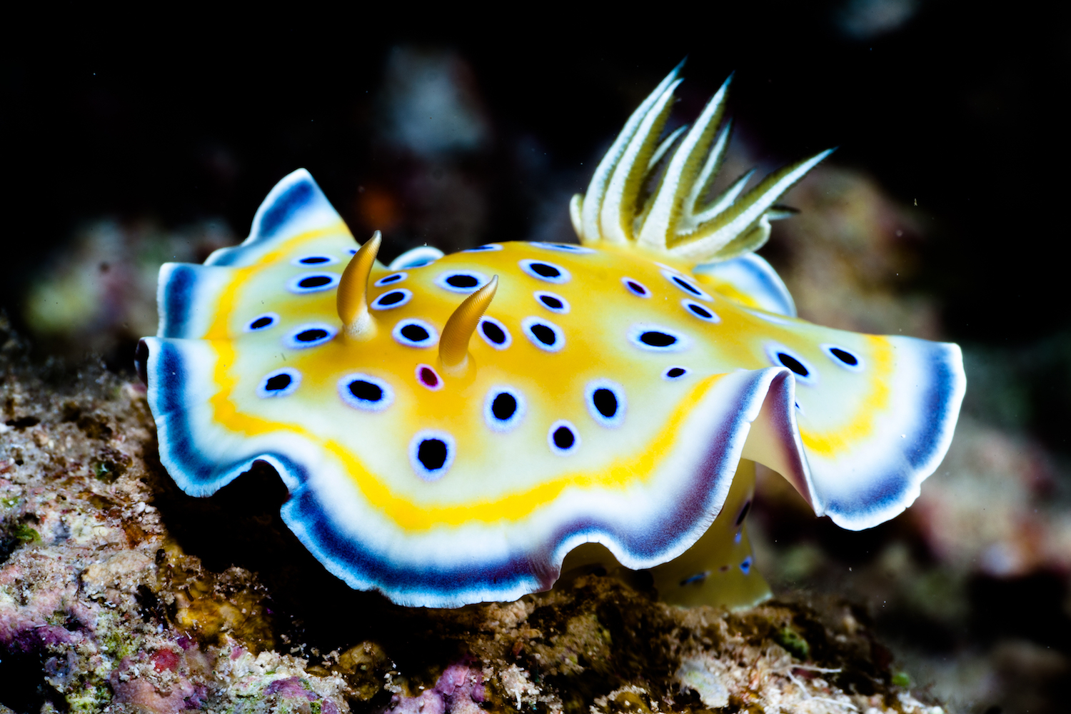 nudibranch yellow