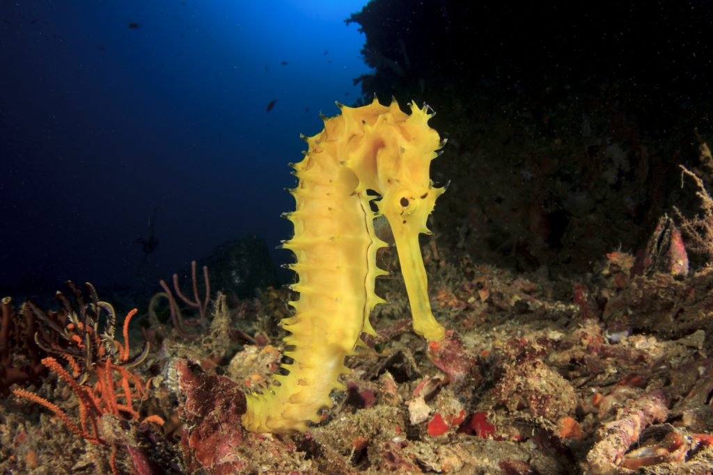 sea horse 