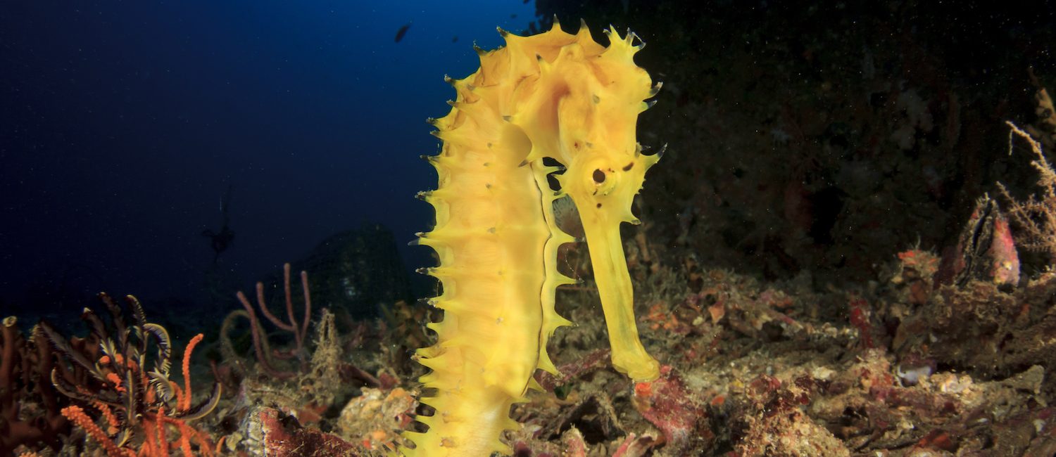 5 of the Most Unusual PADI Distinctive Specialties