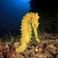 sea horse