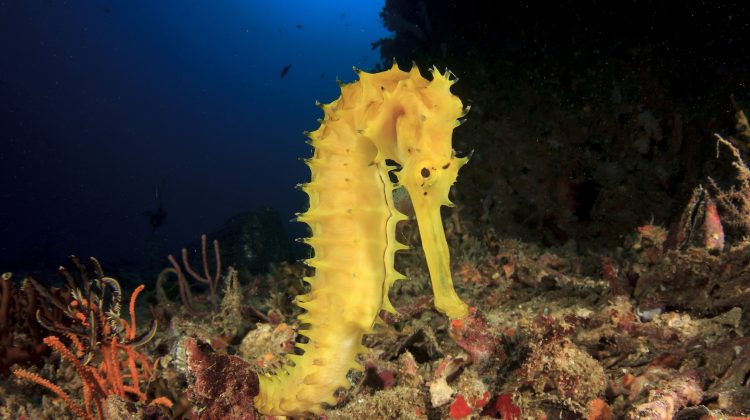 sea horse