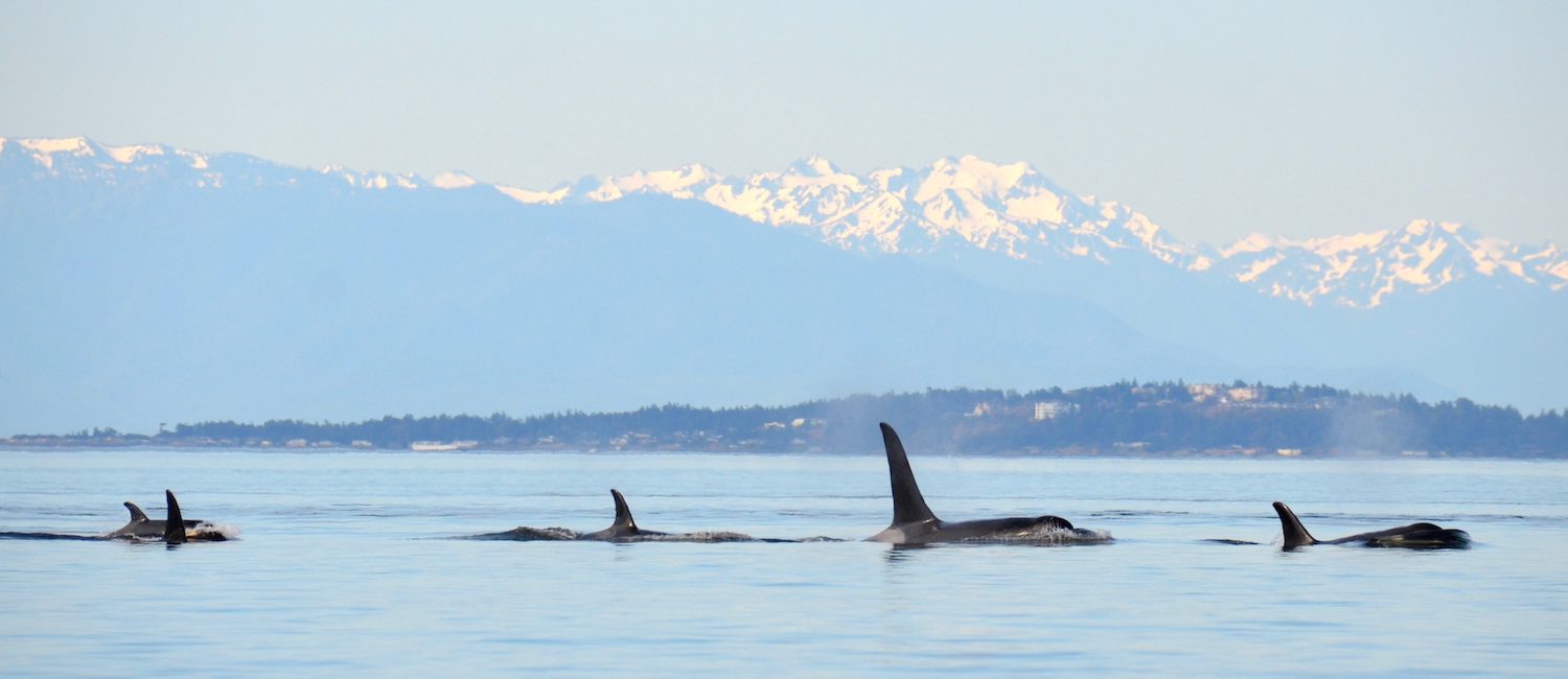 9 Reasons to Be Obsessed with Orcas