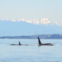 orca facts