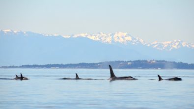 orca facts