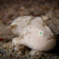 Advice to underwater videographer, Chris Weber frogfish