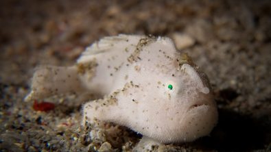 Advice to underwater videographer, Chris Weber frogfish