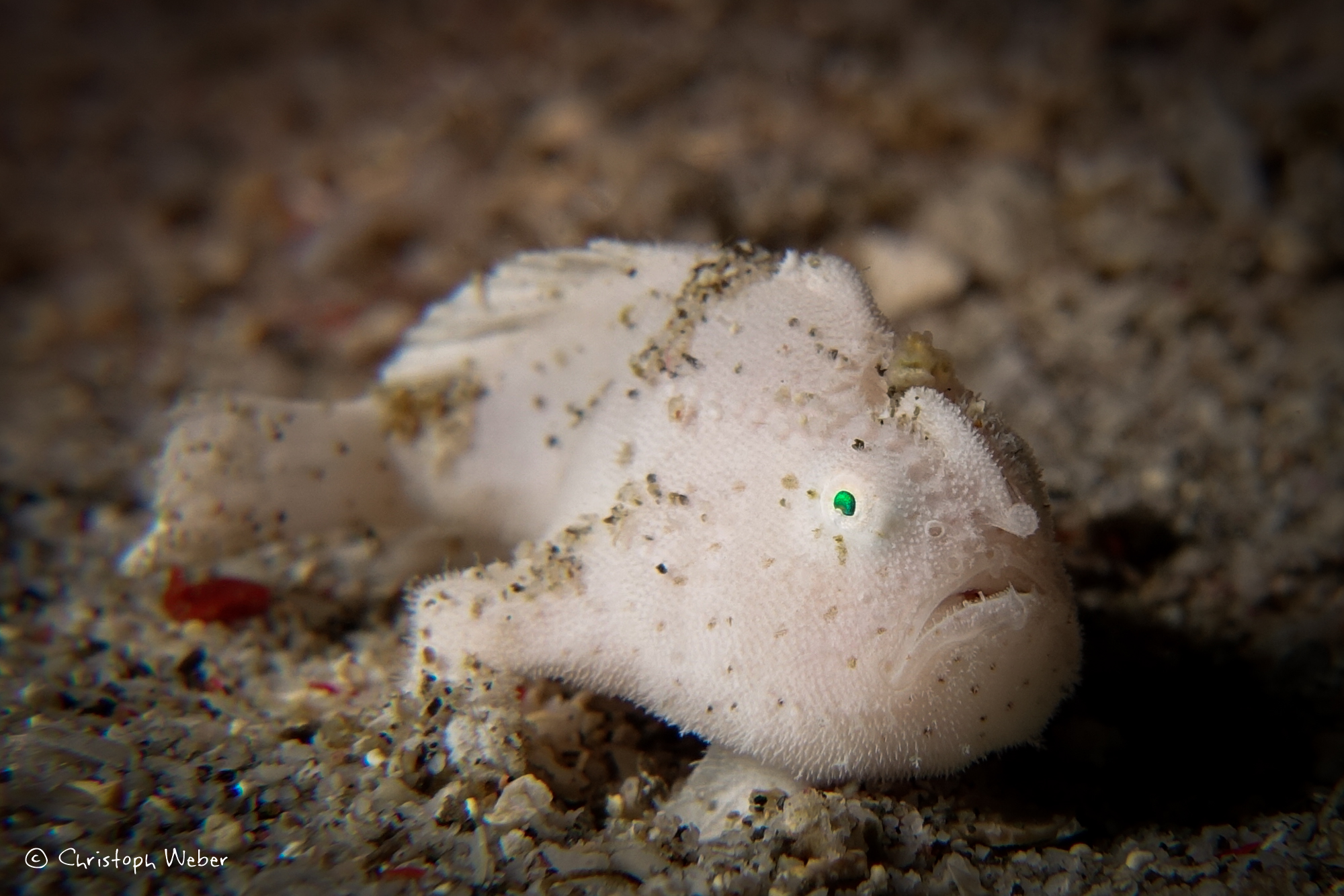 A frogfish lies in wait on the seabed, a favorite of muck divers in Indonesia, one of the top places for August scuba diving