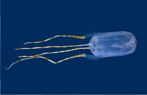 Box Jellyfish