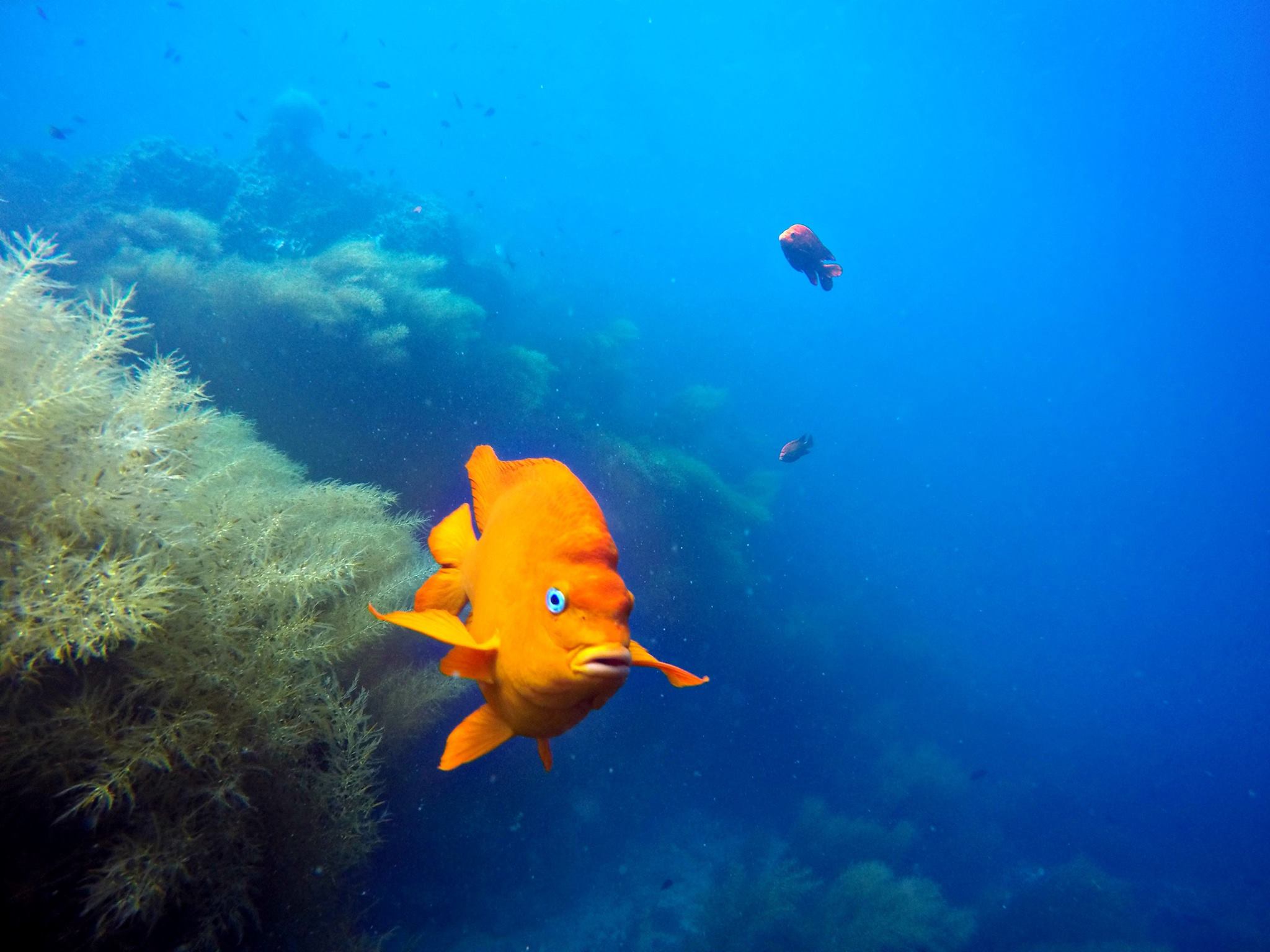 Garibaldi fish