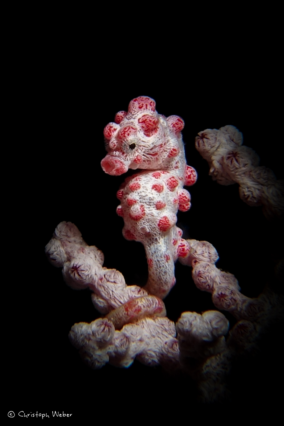 Compact cameras for Underwater Photography, Pigmy Seahorse, Christoph Weber