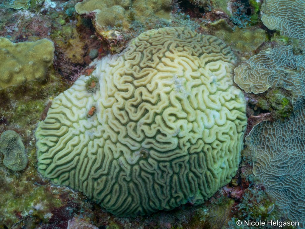 coral bleaching helgason