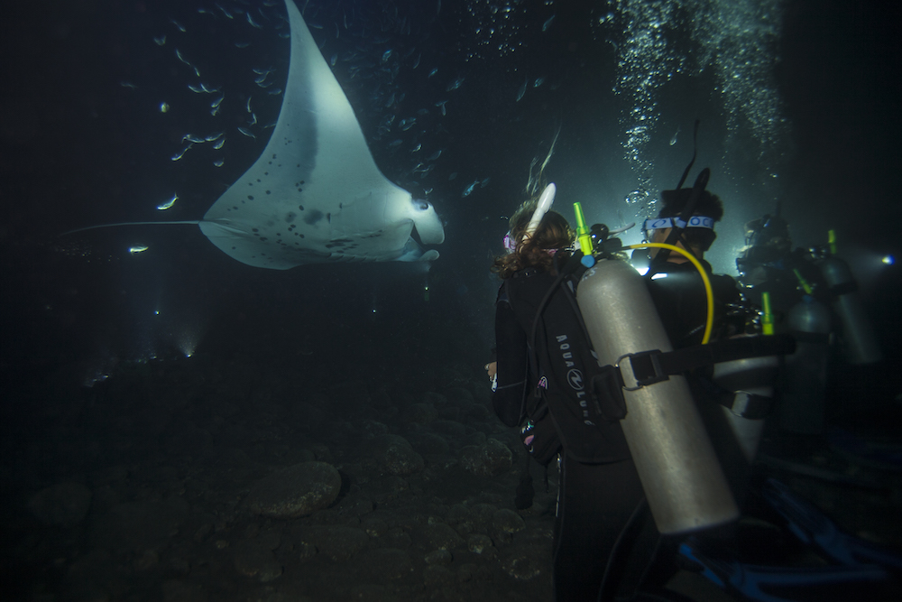 kona hawaii night dive