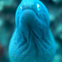 eel in komodo national park indonesia