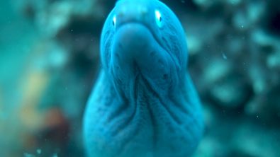 eel in komodo national park indonesia