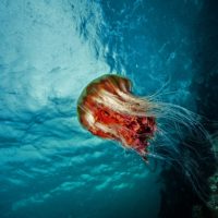 A bright red jellyfish in Canada