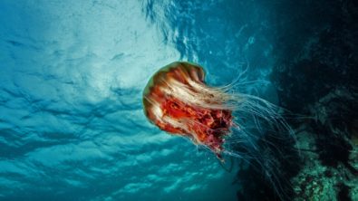 A bright red jellyfish in Canada