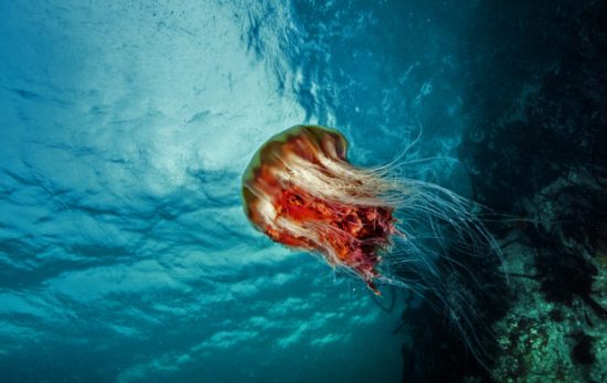 A bright red jellyfish in Canada