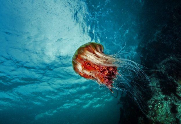 Jellyfish Canada