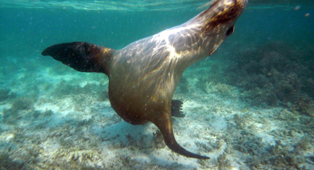 Mission Blue Hope Spot: Houtman Abrolhos Islands