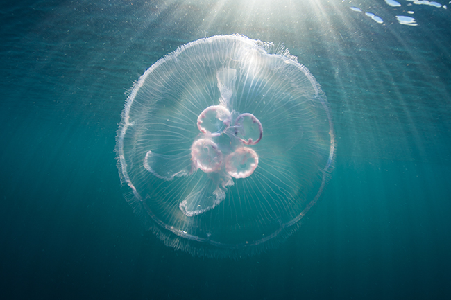 Moon Jellyfish