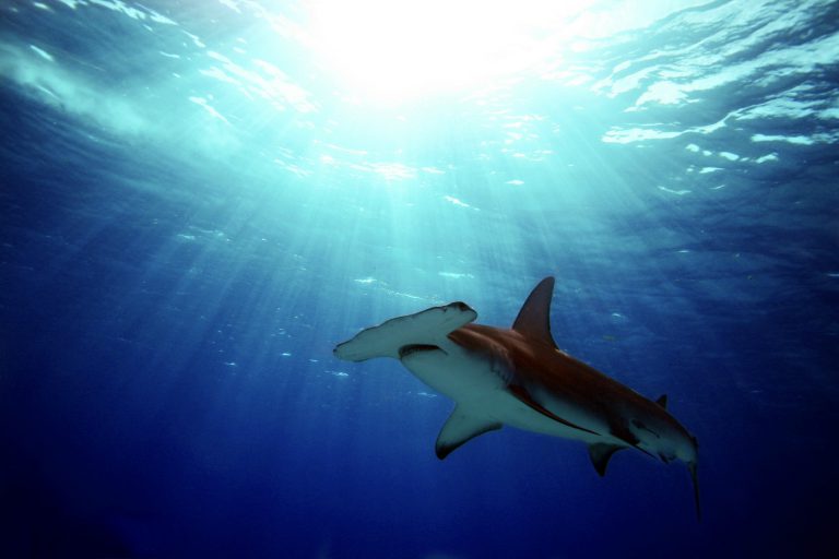 Diving with Hammerhead Sharks - The 7 Best Destinations