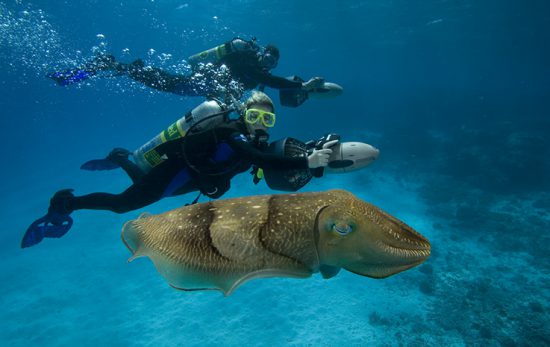 PADI Master Scuba Diver and cuttlefish