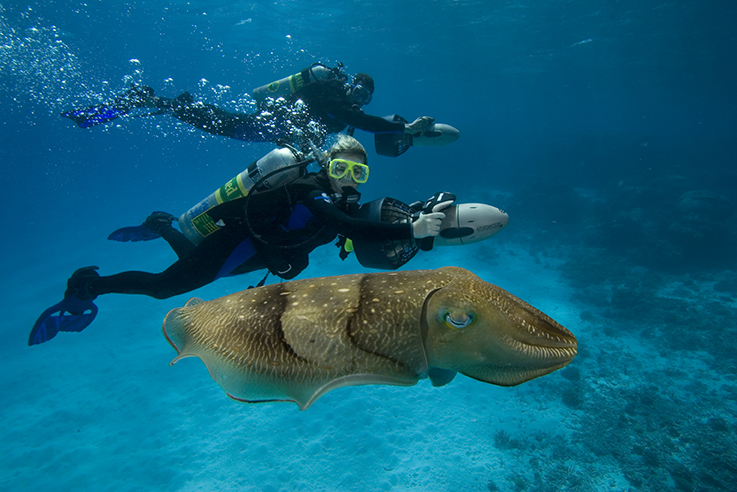 PADI Master Scuba Diver and cuttlefish