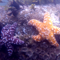 Purple star or ochre star in Newport, Oregon