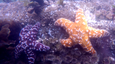 Purple star or ochre star in Newport, Oregon