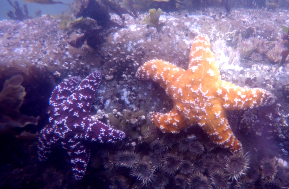 Why Slow Divers are the Best Kind of Diver