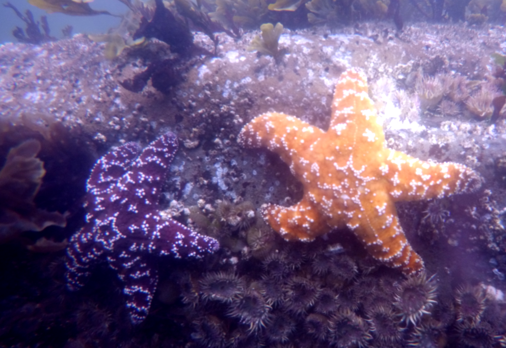 Purple star or ochre star in Newport, Oregon