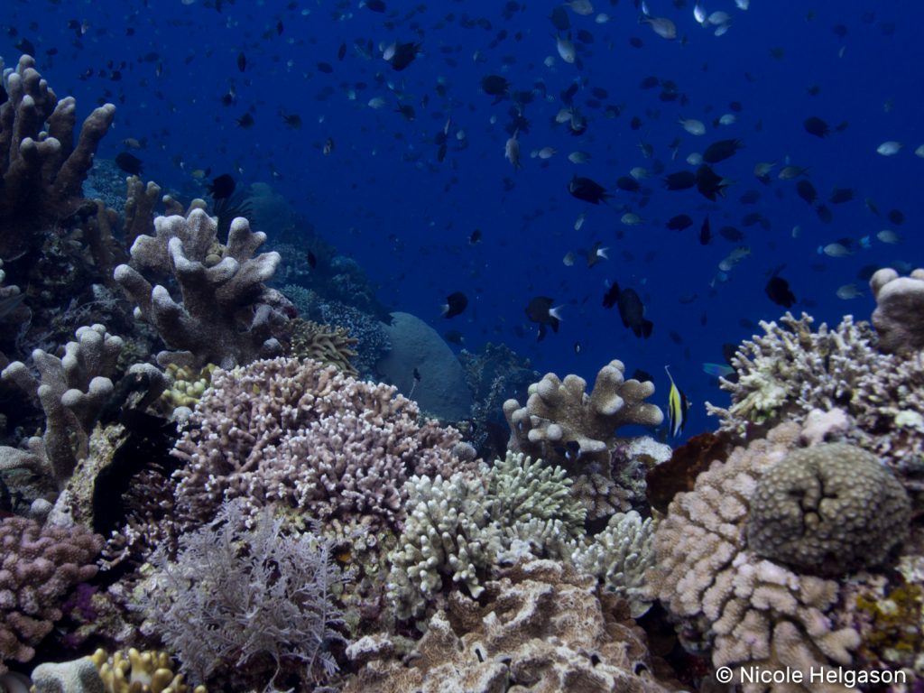 Threats to Coral Reefs