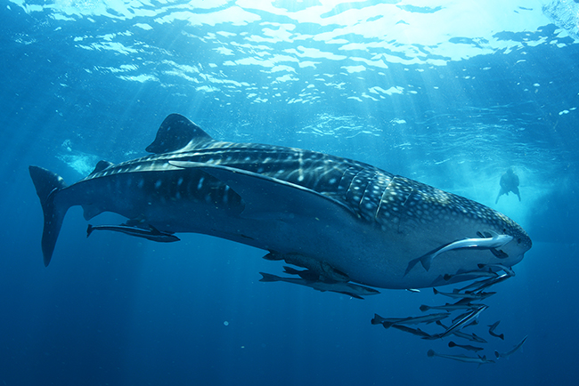 A snorkeler swimming with a giant whale shark in the Maldives, where whale shark sightings are common year-round