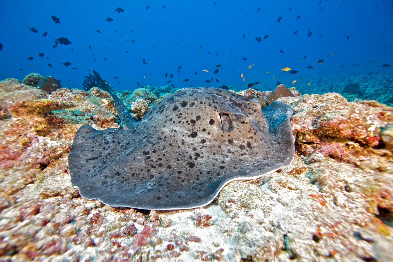 A large Stingray resting on the sea bottom
