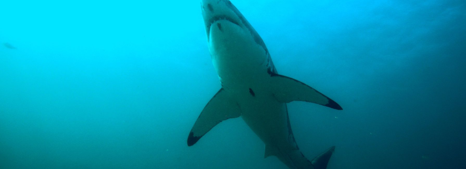 Craig O’Connell: From Fear of Sharks to Shark Week Host