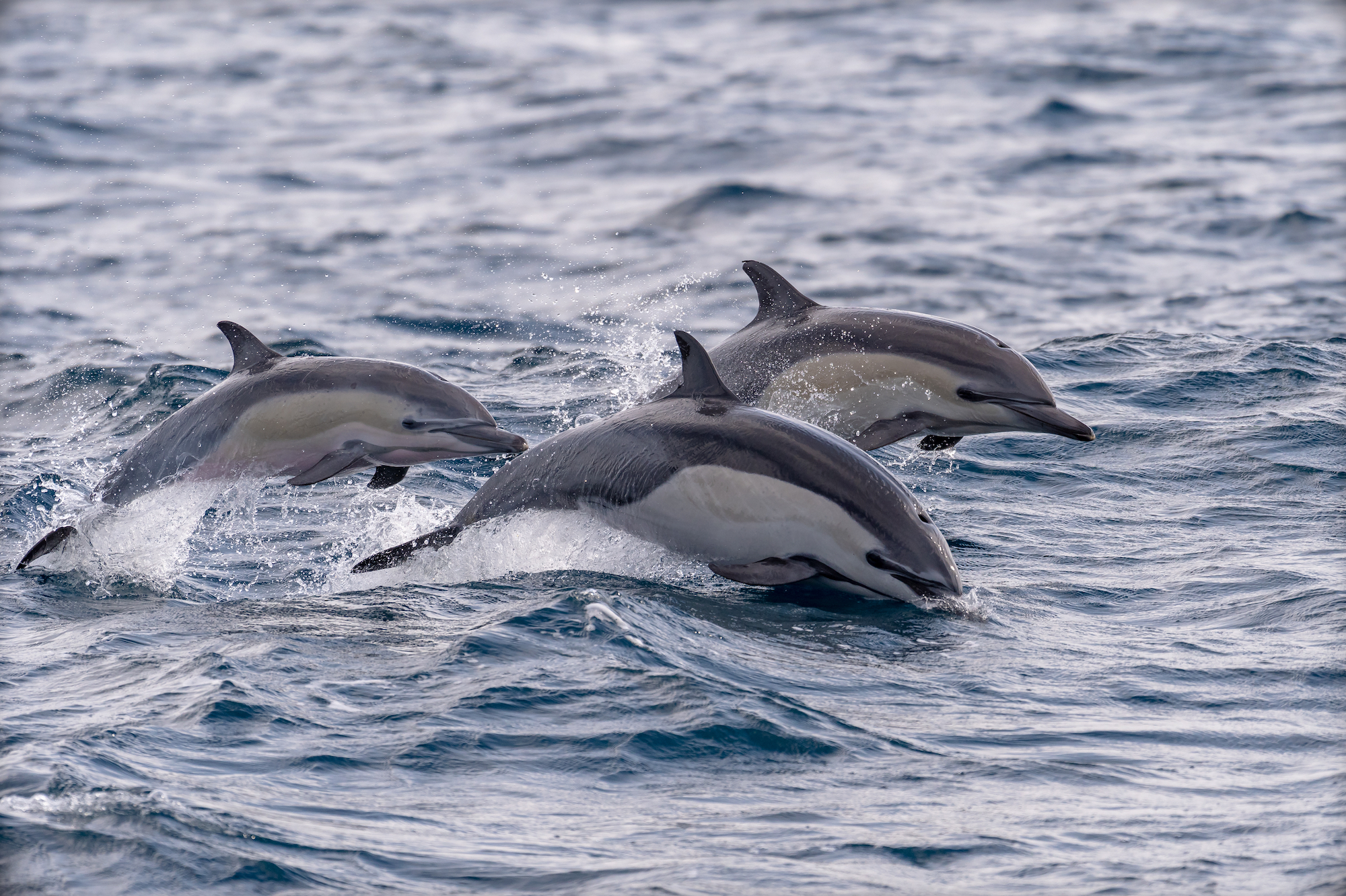 14 Mejores lugares para nadar con delfines en el mundo