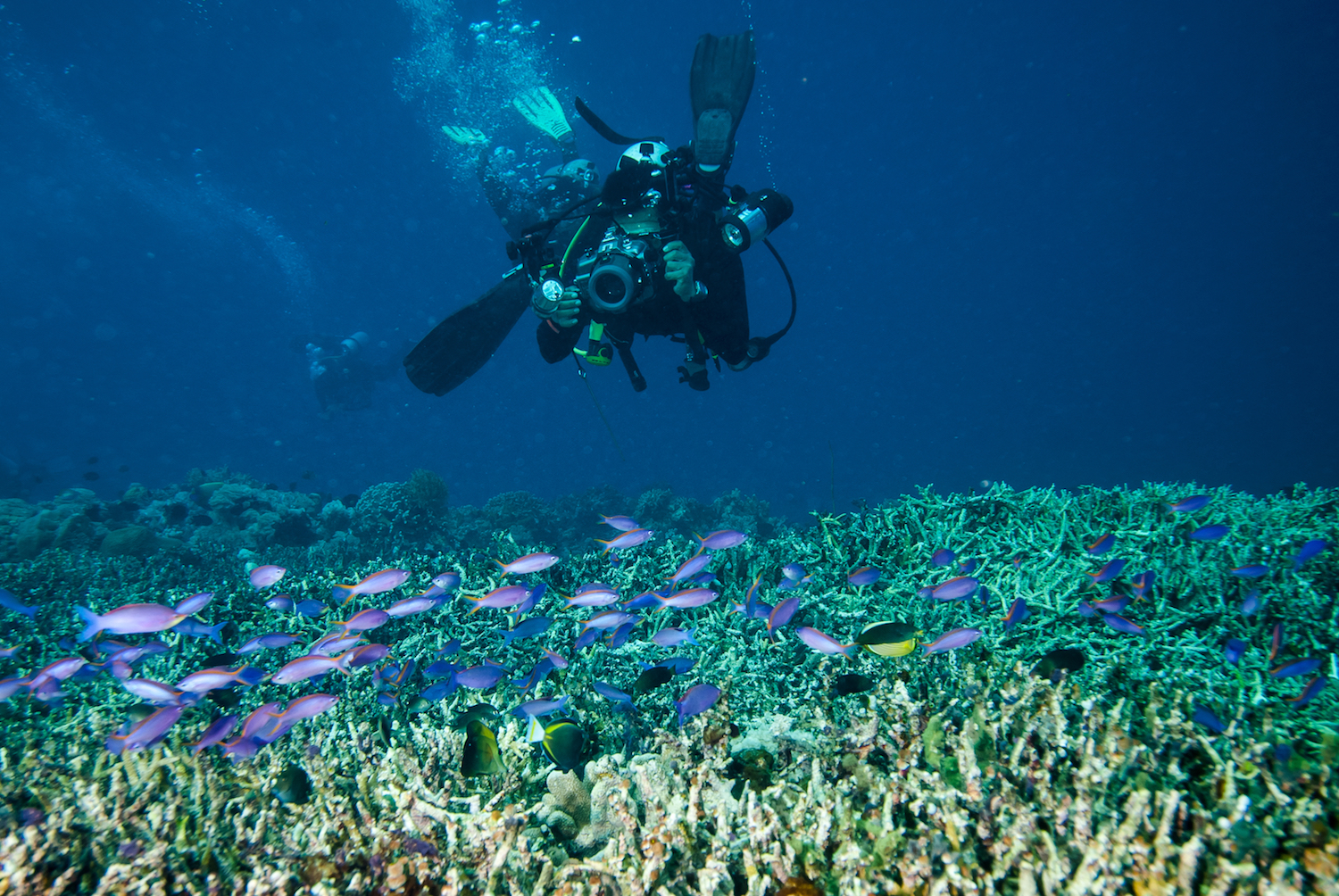 5 Best Underwater Photography Tips