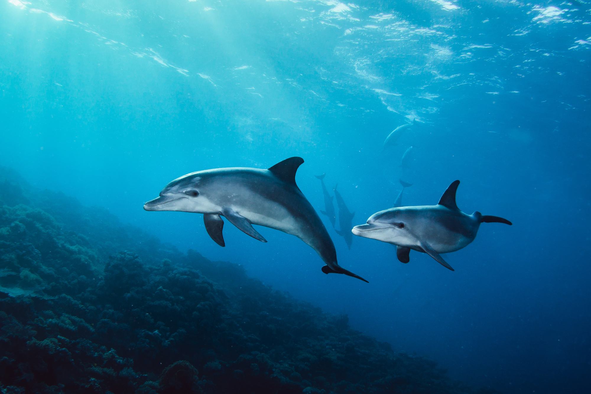 Dolphins are some of the most incredible and loved ocean animals in the world.
