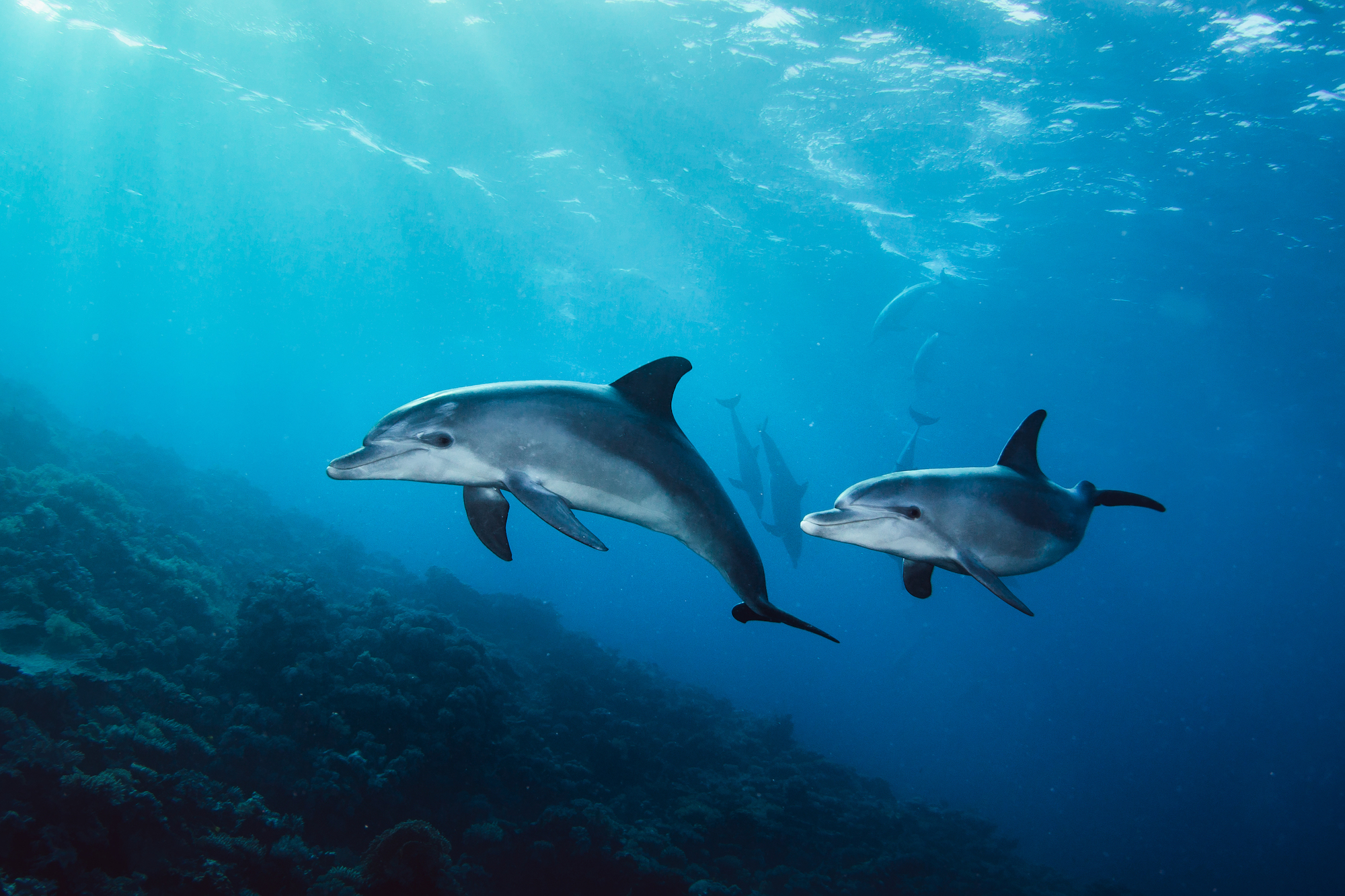 people swimming with dolphins underwater