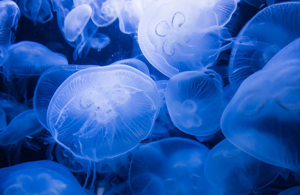 7 Surprising Facts About Jellyfish